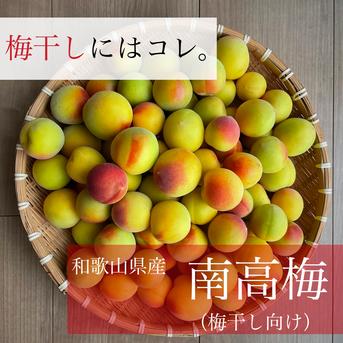 【送料500円引き！】　梅干しといえばコレ！ 和歌山県産　南高梅  青梅 5kg （Lサイズ以上） 5kg 果物/青梅通販