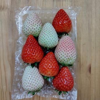 とちあいか×ミルキーベリーのミックスパック 260g×8パック 果物/いちご通販