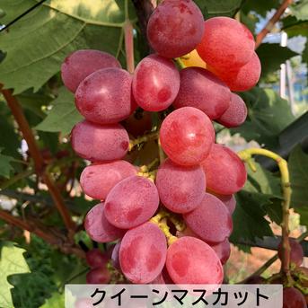 ラスト一点」粒ぷりっぷり食感！果汁が溢れ出るバイオレットキング 粒