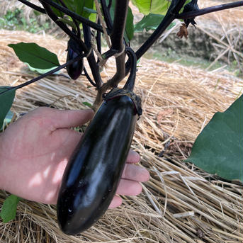 今が旬！なす京都府産（約5kg/24本入※大きめサイズ！）《贈答用・ご家庭用にも！》 京都茄子　約5kg 24本入 野菜/茄子通販