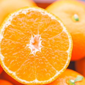 濃厚な甘みとコク 【EHIME UWAJIMA】南柑20号 Aセレクション（家庭用