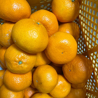 宮川早生みかん 10kg(箱込) 大玉訳あり | 果物/温州みかん 産直アウル