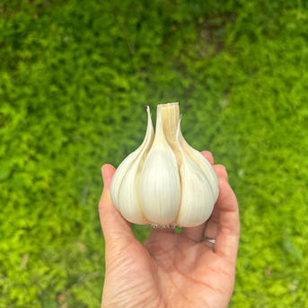 農薬•化学肥料不使用　ニンニク 300g   (6個前後) 野菜/にんにく通販