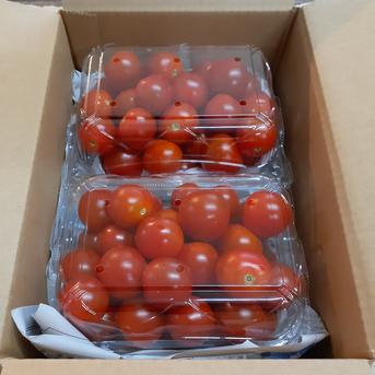 ステラミニトマト1.5kg 【濃厚で美味しい貴重な固定種】 ｜ 野菜