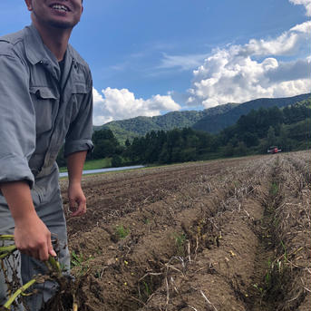 じゃがいもキタアカリLサイズ9kg 9kg 野菜/じゃがいも通販