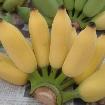沖縄県産 アップルバナナ 3kg ｜ 果物/バナナ 産直アウル 農家・漁師