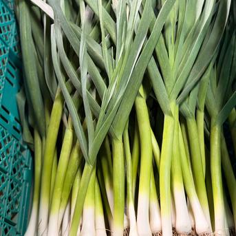 今だけの旬】露地栽培の濃厚な香り 葉ニンニク 4kg ｜ 野菜/にんにく