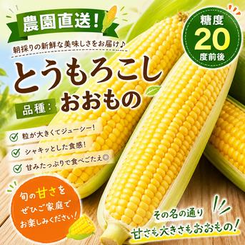 3kg糖度20度前後！朝採れとうもろこし「おおもの」 ｜ 野菜