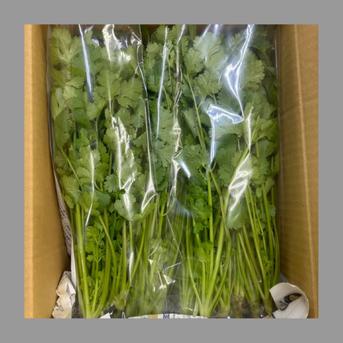 新鮮パクチー 13kg | 野菜/ハーブ 産直アウル 農家から直接野菜などの
