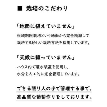 感謝価格　訳あり　紺　葡萄　ぶどう　果物　くだもの　にん忍葡萄園　※ご購入から１日～３日以内に発送 約1400kg 果物/ぶどう通販