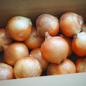 6周年限定】あま〜くて美味しい淡路島産完熟玉ねぎ | 野菜/玉ねぎ 産直
