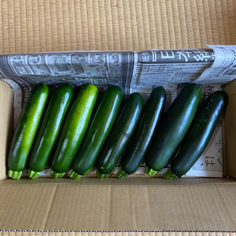 大きめズッキーニ9-10本と味噌セット 3キロ程 野菜/野菜セット・詰め合わせ通販