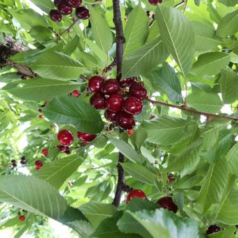 さくらんぼ　紅さやか　1kg   完熟　色・大きさ無選別 1kg 果物/さくらんぼ通販