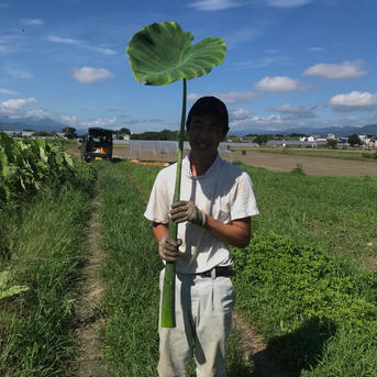 セール【自然栽培】9.3kgたけのこ芋(京芋) 9.3kg 野菜/里いも通販