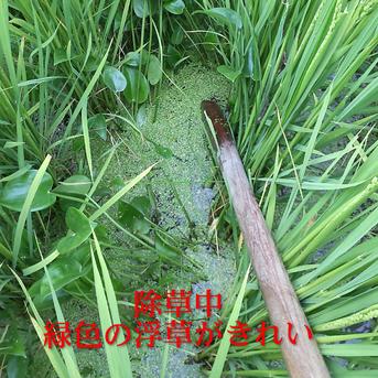 名水極味米 7年産コシヒカリ 発芽用玄米20kg(10kg×2袋) 特別栽培1