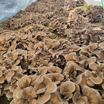 【生まいたけ】（1000g）京都府産　原木栽培　農薬不使用 1000g 野菜/きのこ通販