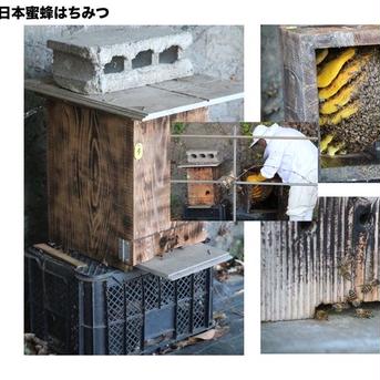 【熊本県産】地蜂蜜　非加熱・無添加高濃度日本みつばち蜂蜜500g x 3 500g x 3瓶 はちみつ/はちみつ通販