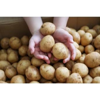 新じゃがいも 送料無料 10kg S以下サイズ混合 小さめ 赤土 南国の恵み 10㎏ 野菜/じゃがいも通販