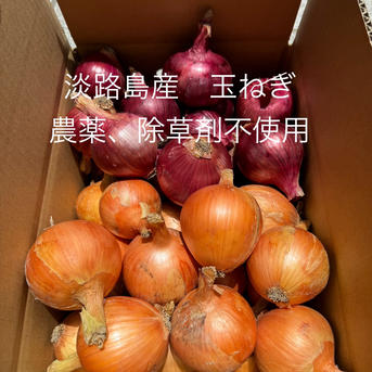 農薬、除草剤不使用！淡路島玉ねぎ1.5kg 紫玉ねぎ 赤玉ねぎ1.5kg 計3kg