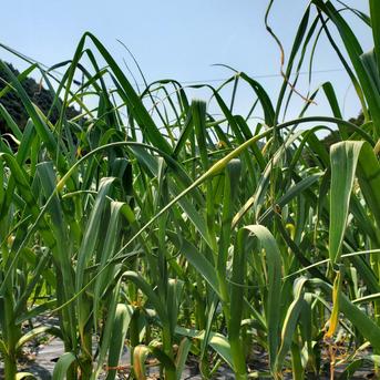 ※クリックポスト発送　和歌山古座川産　ニンニクの芽　農薬化学肥料不使用 ニンニクの芽　400g 野菜/にんにく通販