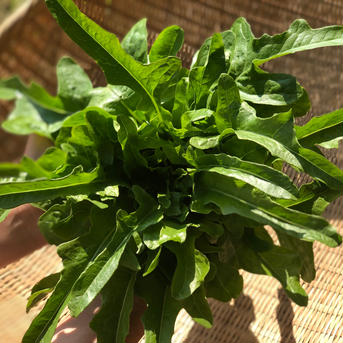 自然栽培べっぴんやさいイタリアレタス（3株入） 約300gUP×3個入 野菜/レタス通販