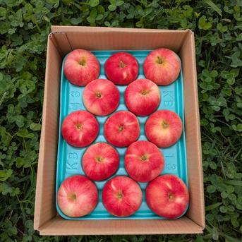 りんごさん専用★ 国華園おンらいンしョップ / りんご