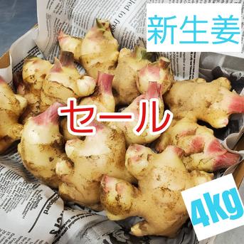 セール品 土付き新生姜4kg 4kg 野菜/薬味通販