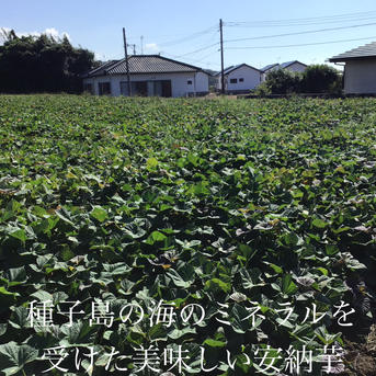 さつまいもの王道 種子島産安納芋 紅 2sサイズ4.5kg ｜ 野菜