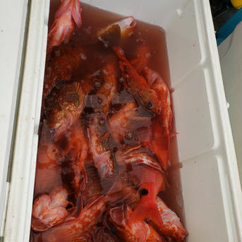 漁師直送！カサゴ　３キロ ３キロ　１０～２０匹 魚介類/その他魚介通販