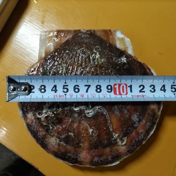 関東、信越地方の方限定です。野付産超特大ホタテ12キロ 12キロ 魚介類/ホタテ通販