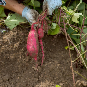 特別栽培品】【べにはるか2kg】スイーツを超える、天然の甘み。栽培