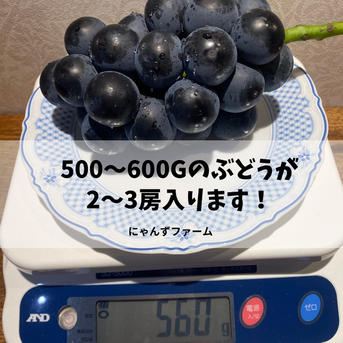 特別栽培農産物♡黒ぶどう♡ブラックビート♡山形県産ぶどう ｜ 果物