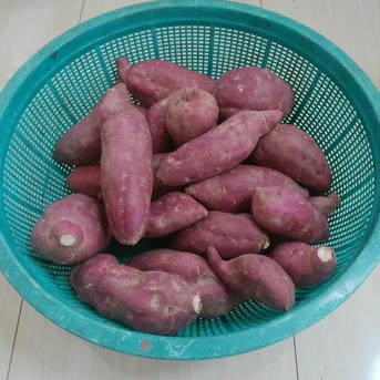 大人の甘さ　土佐紅　４ｋｇ　貯蔵熟成品 土佐紅　４ｋｇ 野菜/さつまいも通販