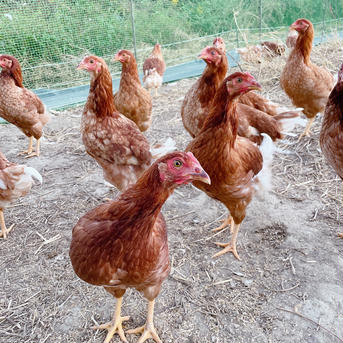 昔ながらの放し飼いでのびのび育った純国産赤鶏もみじのたまご《12個》 12個入り/2P 卵/鶏卵通販