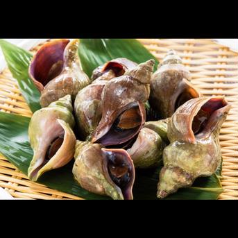 絶品‼︎南三陸産　天然青ツブ貝　ボイル後急速冷凍3kg （45個前後) 3kg 魚介類/その他魚介通販
