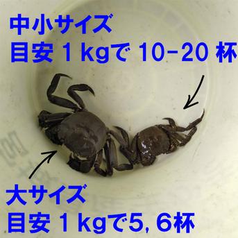 活モクズガニ【海水なしタイプ】 小中サイズ１kg(目安 10-20杯) ツガニ つがに 宮城県松島産  配送地域四国中国九州沖縄の方におススメ  他に大サイズも出品中 もくずがに 1kg 魚介類/カニ通販