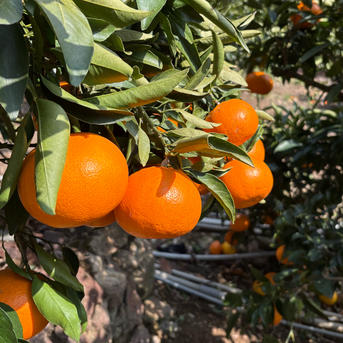 愛媛県西予市明浜町産 せとか 約5kg（サイズ混合）産地直送｜とりこ