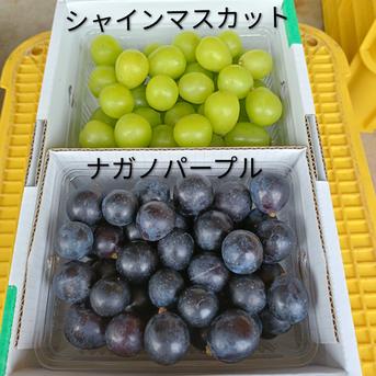 シャインマスカット&ナガノパープル小粒特売品 粒つぶぶどうパック(シャインマスカット、ナガノパープルの2種