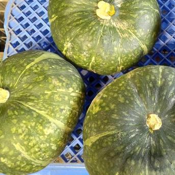 お試し品　天日干しドライカボチャ（300ｇ） 300ｇ 野菜/野菜の加工品通販