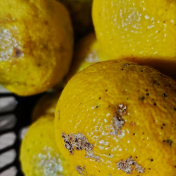 本柚子8kg 訳あり品 | 果物/香酸柑橘(ライム・レモン等) 産直アウル