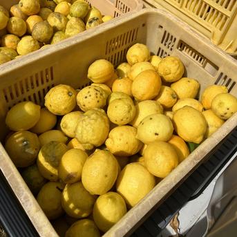 レモン色みかん10キロ箱込（農薬・化学肥料不使用）最後です！ 農薬・化学肥料不使用の愛媛県産レモン＜有機JAS認証＞ フレッシュな