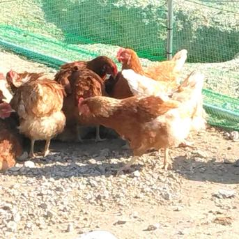 採りたて新鮮！ 【放し飼い卵30個】瀬戸内海の島‟薬膳と果実を配合”したえさで育ったもみじのたまご　３０個【27個+割れ保障3個】 鶏卵３０個（１０個×３パック） 卵/鶏卵通販