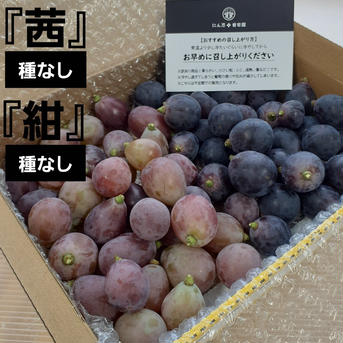 訳あり　茜&紺　葡萄　ぶどう　果物　くだもの　にん忍葡萄園　※ご購入から１日～３日以内に発送 約900g 果物/ぶどう通販