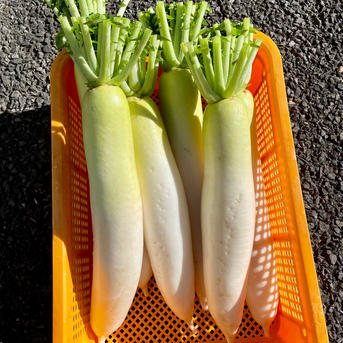 【厳冬期糖度UP】大根はるか8本12kg 農薬・化学肥料不使用 8本 約12kg 野菜/大根通販