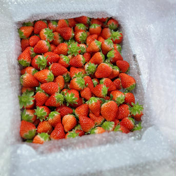 小粒いちご4kg(2kg×2箱) 4kg(2kg×2箱) 果物/いちご通販