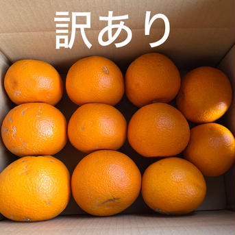 木成り八朔”さつき” 【訳あり】正味2kg 果物/オレンジ・その他みかん通販