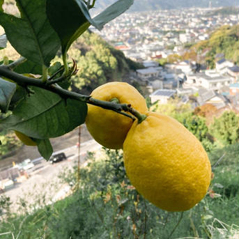 個性派ぞろいのうちの『レモン🍋』 約2.8㌔ 果物/香酸柑橘(ライム・レモン等)通販