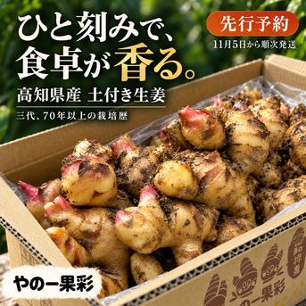 先行予約・11月5日発送開始】高知県産 土付き新生姜 3kg｜やの一果彩