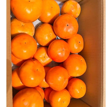 三浦農園の富有柿 5kg 果物/柿通販