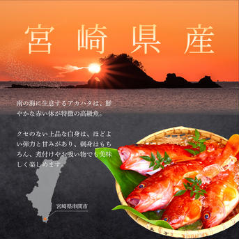 漁師直送！アカハタ　２kg ２㎏　4匹～8匹 魚介類/アカハタ通販
